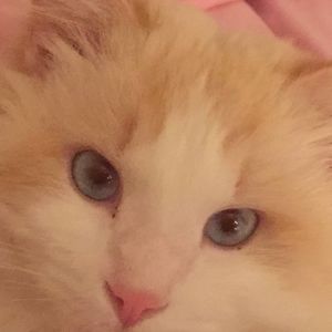 Meet your Posher, Lynese